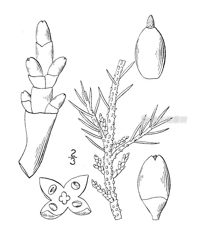 古植物学植物插图:Razoumofskya pusilla，小槲寄生